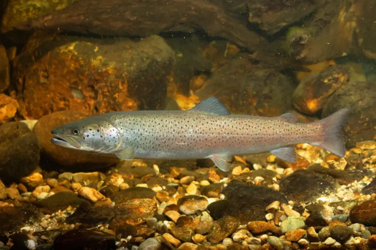 Wassertests lügen nicht: Diese 4 seltenen Fische schleichen unbemerkt durch die Donau