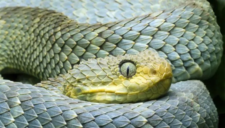 40 Jahre im Schubladen-Dunkel: Dieses bizarre Urzeit-Schlangen-Rätsel macht Paläontologen fassungslos