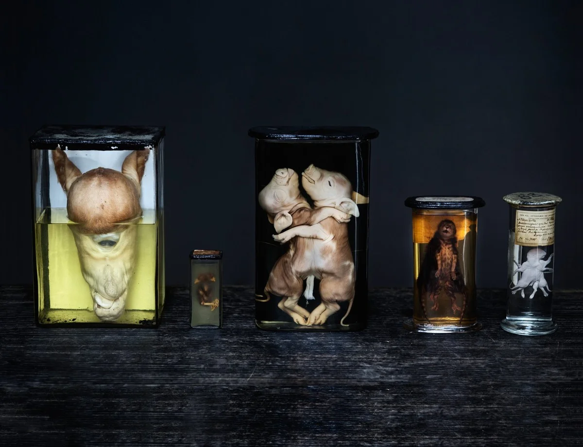 40 Jahre im Schubladen-Dunkel: Dieses bizarre Urzeit-Schlangen-Rätsel macht Paläontologen fassungslos - image 2