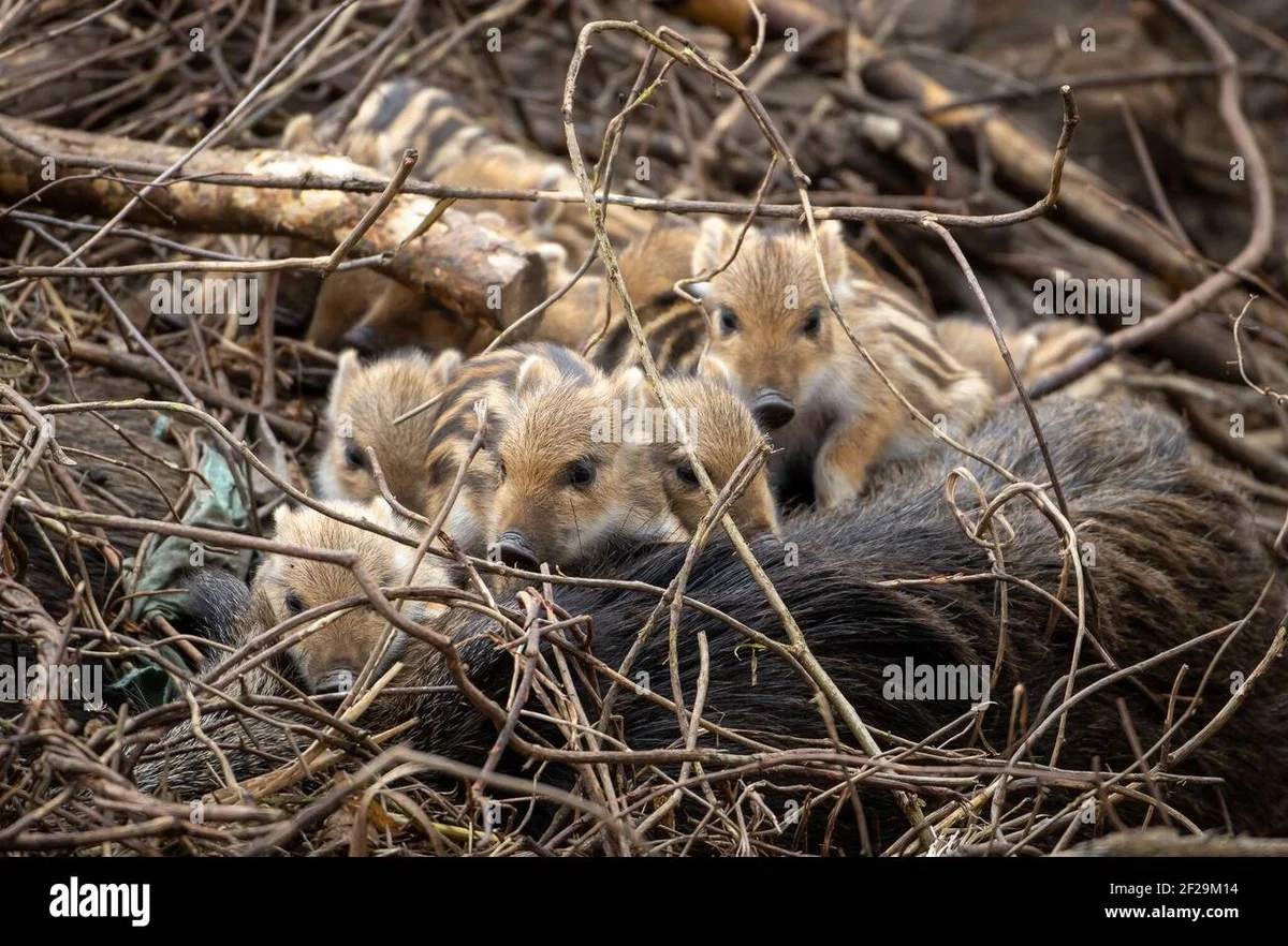 Brandenburger Waldmops: Was Kinder jetzt über diesen Hund imitiert sehen - image 1