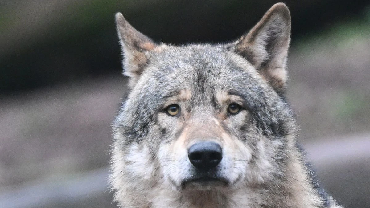 Das anonyme Team, das einen der vier Wölfe Baden-Württembergs jagen muss – und die brisante Nähe zur Wahl