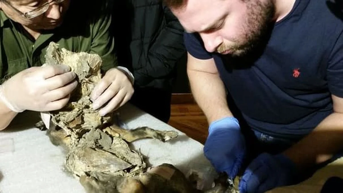 Das fraß der Wolf: Forscher entschlüsseln Genom aus 14.000 Jahre altem Mageninhalt