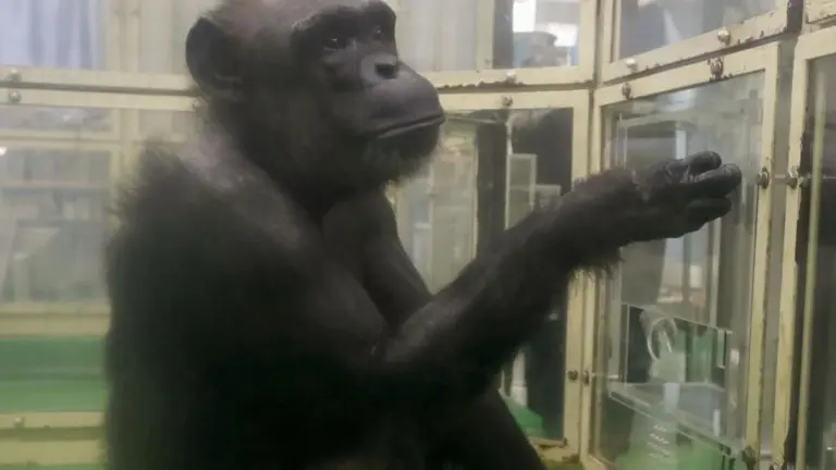 Das Genie-Affenweibchen, das besser lesen konnte als manche Erstklässler – jetzt ist es tot