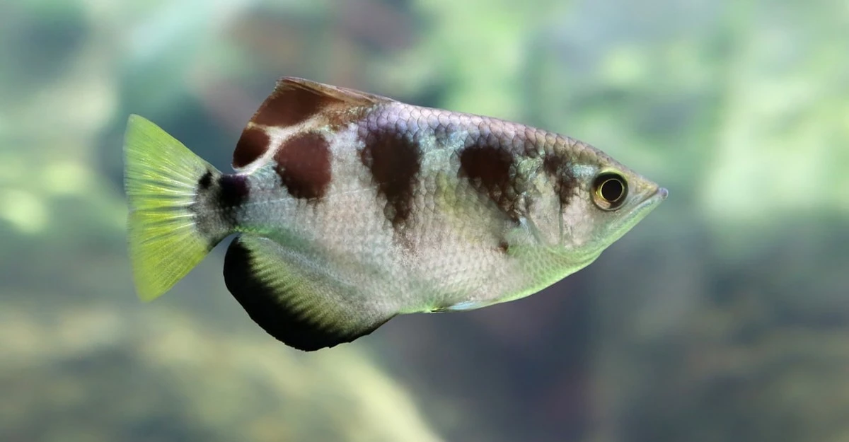 Diese Fische erkennen Ihr Gesicht – und sie haben keinen Neokortex