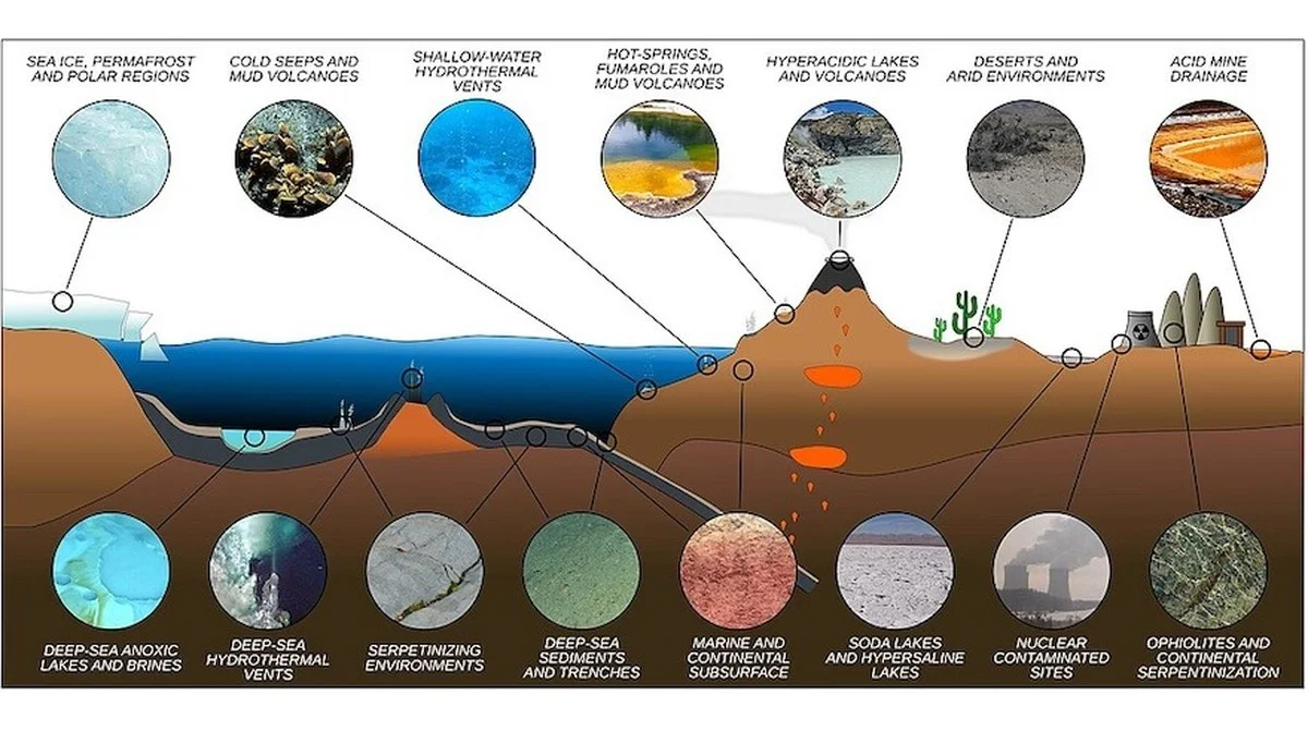 Diese hitzevertraegliche Amöbe stellt das Wissen über das Leben auf der Erde auf den Kopf - image 2