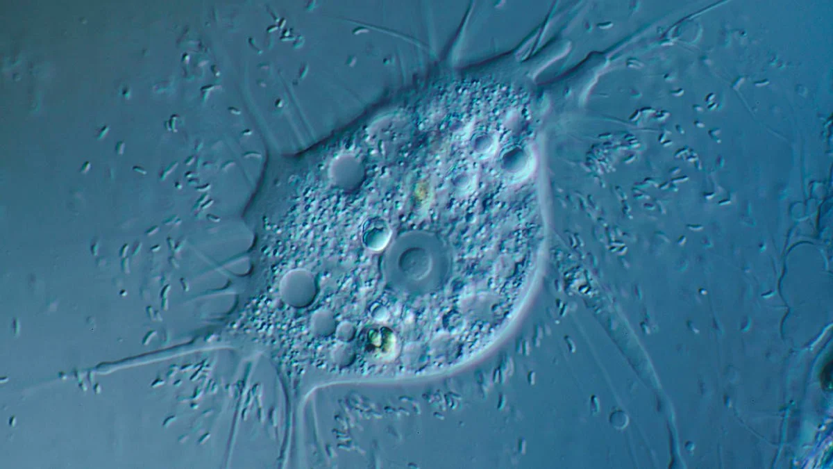 Diese hitzevertraegliche Amöbe stellt das Wissen über das Leben auf der Erde auf den Kopf