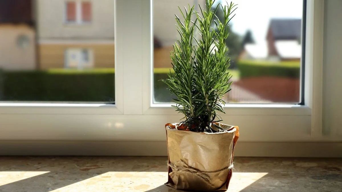 Diese Küchenpflanze zieht sofort positive Energie an – aber nur, wenn sie richtig platziert wird - image 1