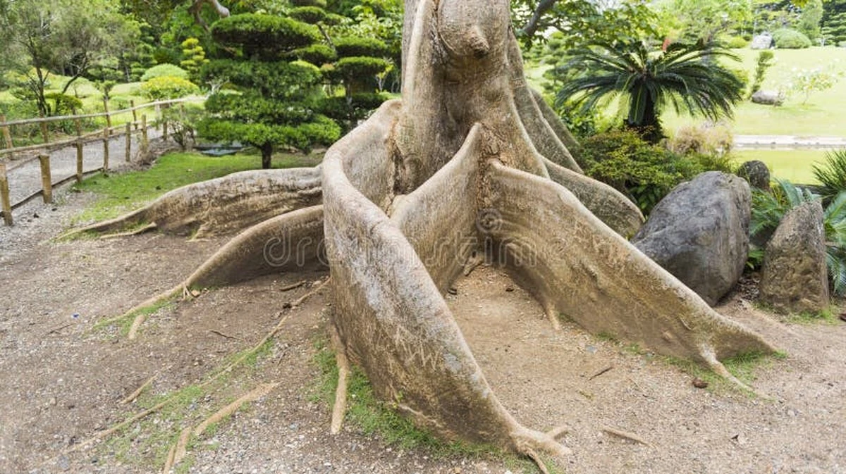 Diesen 17-jährigen Baum sehen Sie nie wieder: Sein Wurzelwerk sprengt jedes Dach! - image 2