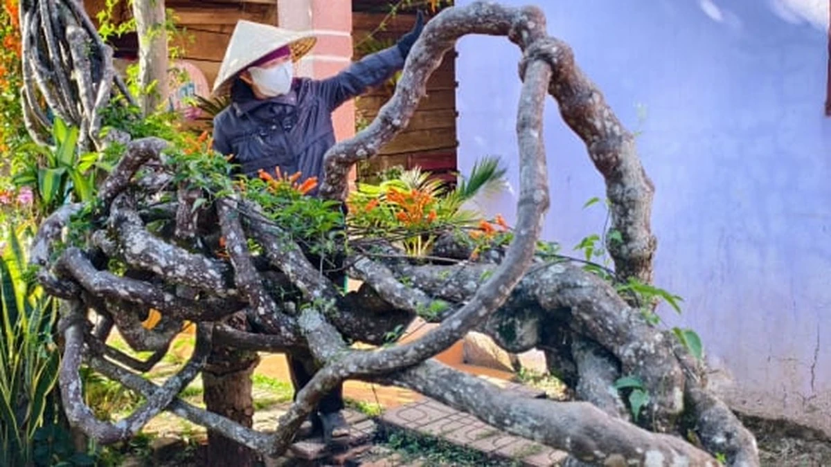 Diesen 17-jährigen Baum sehen Sie nie wieder: Sein Wurzelwerk sprengt jedes Dach!