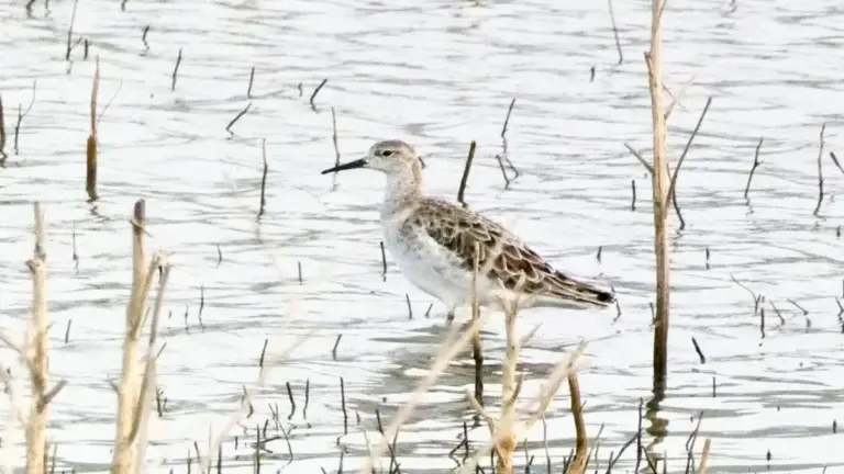 Dieser eine Ort in Indien: Hier tauchen 133 Vogelarten auf, die Sie nie für möglich gehalten hätten