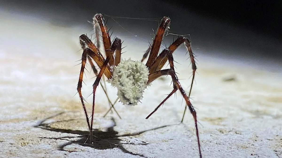 Dieser Pilz macht Spinnen zu Zombies – doch 200 neue Arten sind fast ausgestorben - image 1