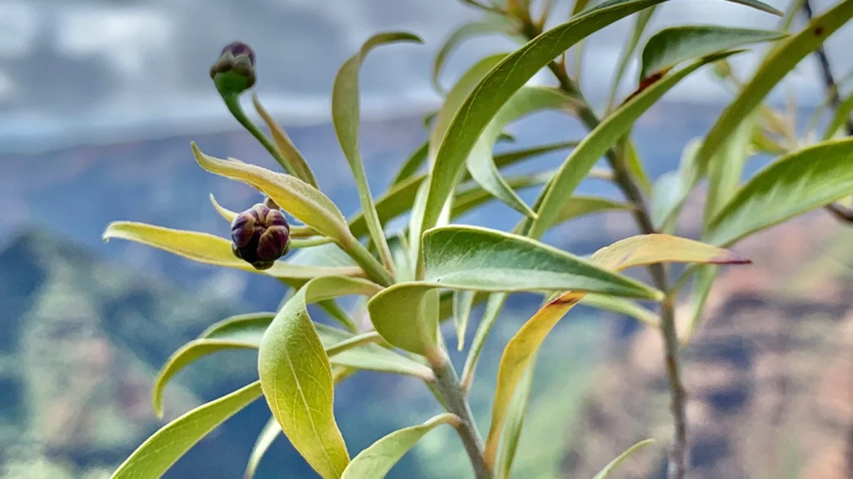 Dieser unbekannte Forscher entdeckt Pflanzen auf Shivajis Festungen – und gibt einer neuen Spezies seinen Namen. - image 2
