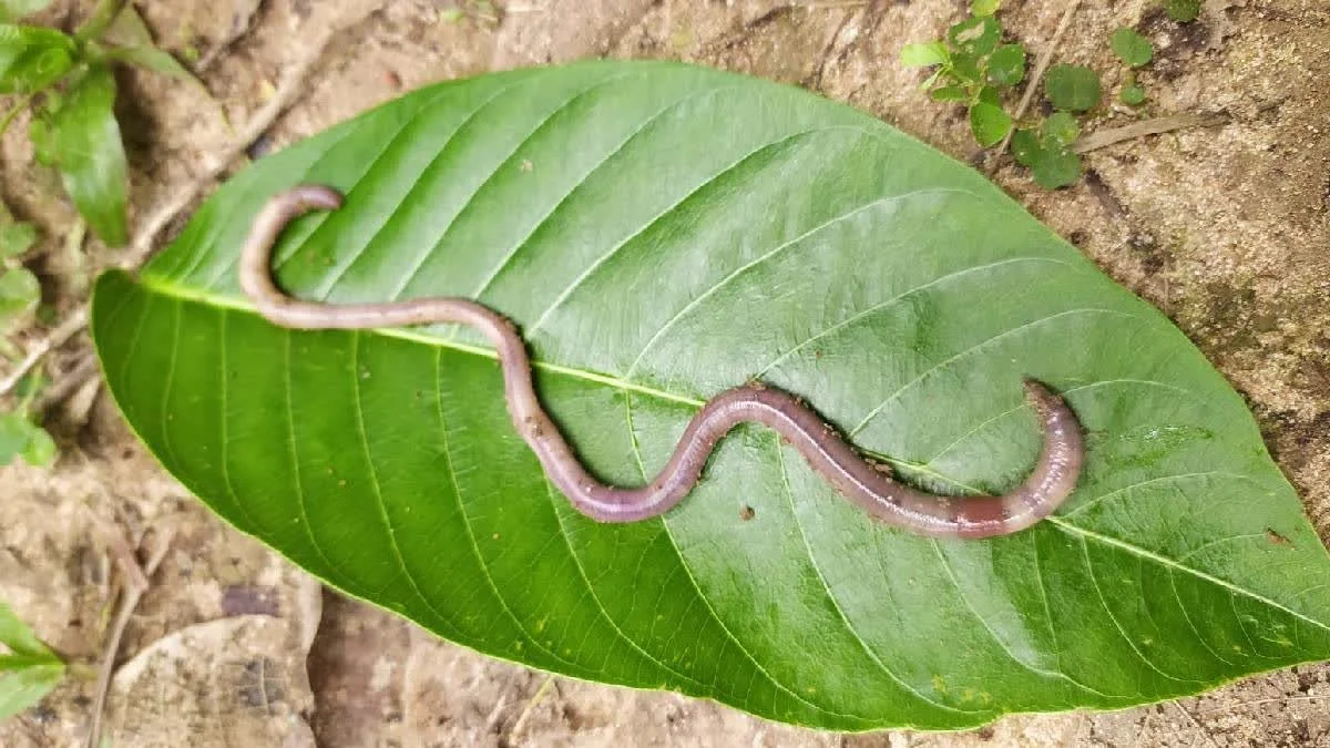 Dieser Wurm lebt in unseren Flüssen – und die Wissenschaft hat ihn erst jetzt entdeckt - image 1