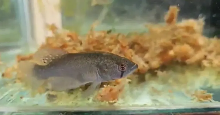 Dieses 2-Wochen-Ei überlebt die tödliche Dürre – Wissenschaftler sind fassungslos über diesen argentinischen „Rocker-Fisch“