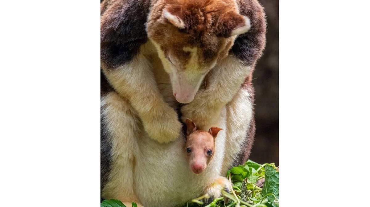 Dieses Baby-Känguru springt 9 Meter – aber es lebt nicht auf dem Boden! - image 1