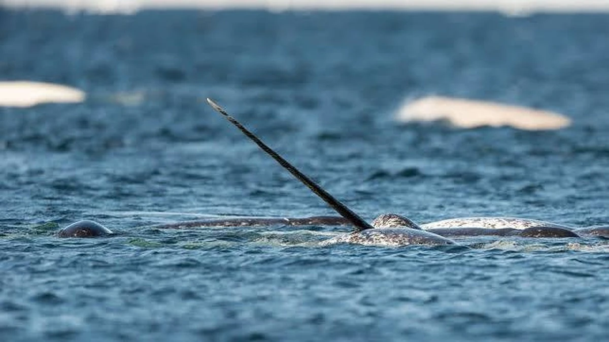 Dieses eine Hitzeschock-Jahr hat das Nordmeer irreversibel verändert – und niemand hat es bemerkt