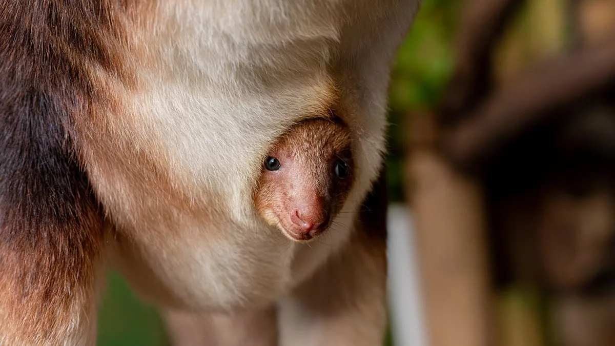 Dieses flauschige Ding lebt in Bäumen – und Experten beobachten es heimlich mit Kameras im Beutel