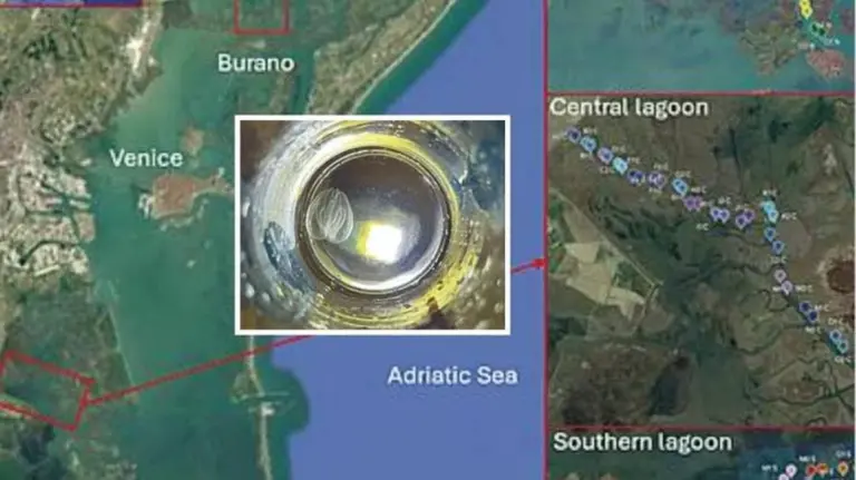 Dieses Meeresungeheuer bedroht Venedigs Lagune – und es ist schlimmer als die Blaue Krabbe