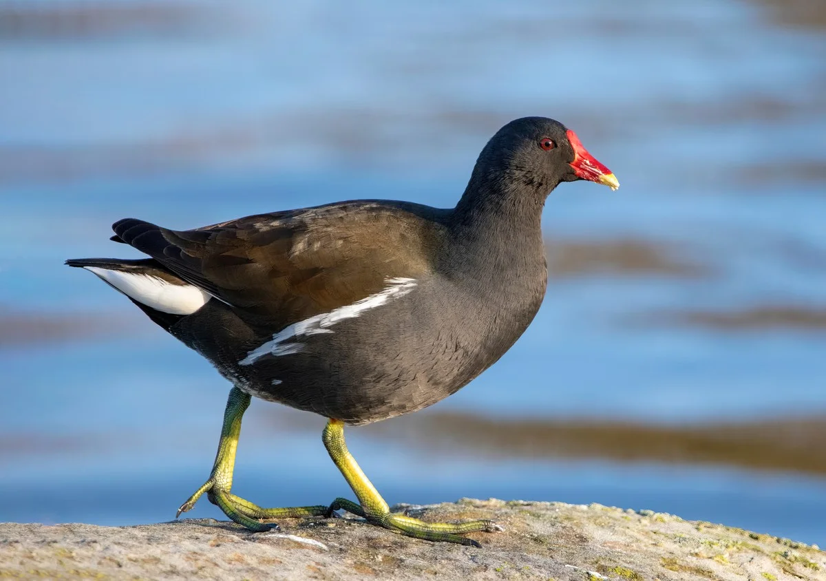 Diese unscheinbare Vogelart täuscht: Warum Sie die Wasserhenne sofort in Ihrem Park suchen sollten - image 1