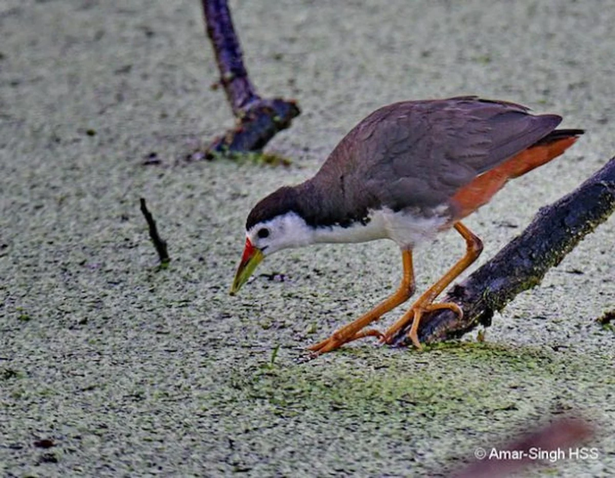 Diese unscheinbare Vogelart täuscht: Warum Sie die Wasserhenne sofort in Ihrem Park suchen sollten - image 2