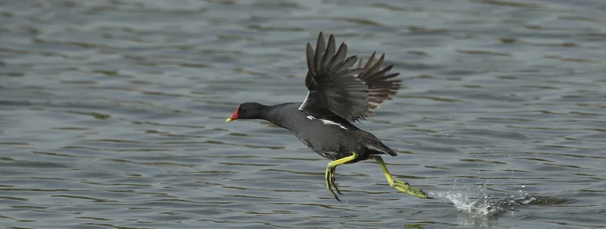 Diese unscheinbare Vogelart täuscht: Warum Sie die Wasserhenne sofort in Ihrem Park suchen sollten