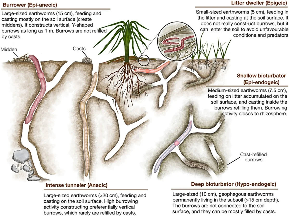 Du glaubst, es wimmelt dort unten? Russische Forscher zählen Würmer und sind schockiert - image 1