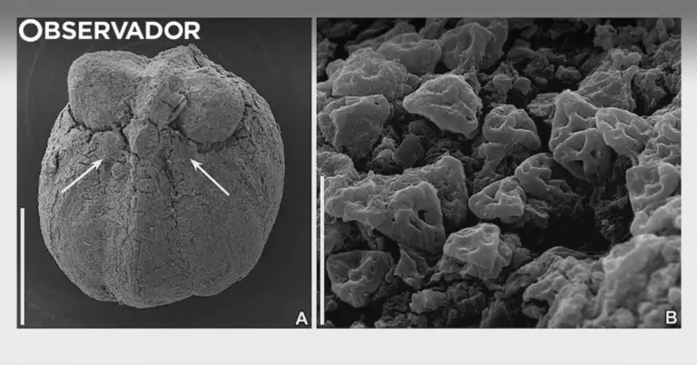 Dürre-Überlebende: Diese 87-Millionen-Jahre-Frucht erklärt, warum Ihre Zimmerpflanze jetzt Stirbt