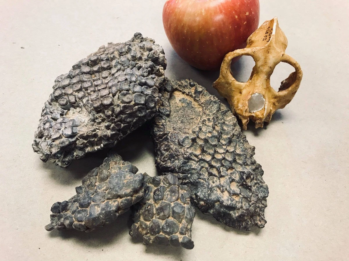 Dürre-Überlebende: Diese 87-Millionen-Jahre-Frucht erklärt, warum Ihre Zimmerpflanze jetzt Stirbt - image 1