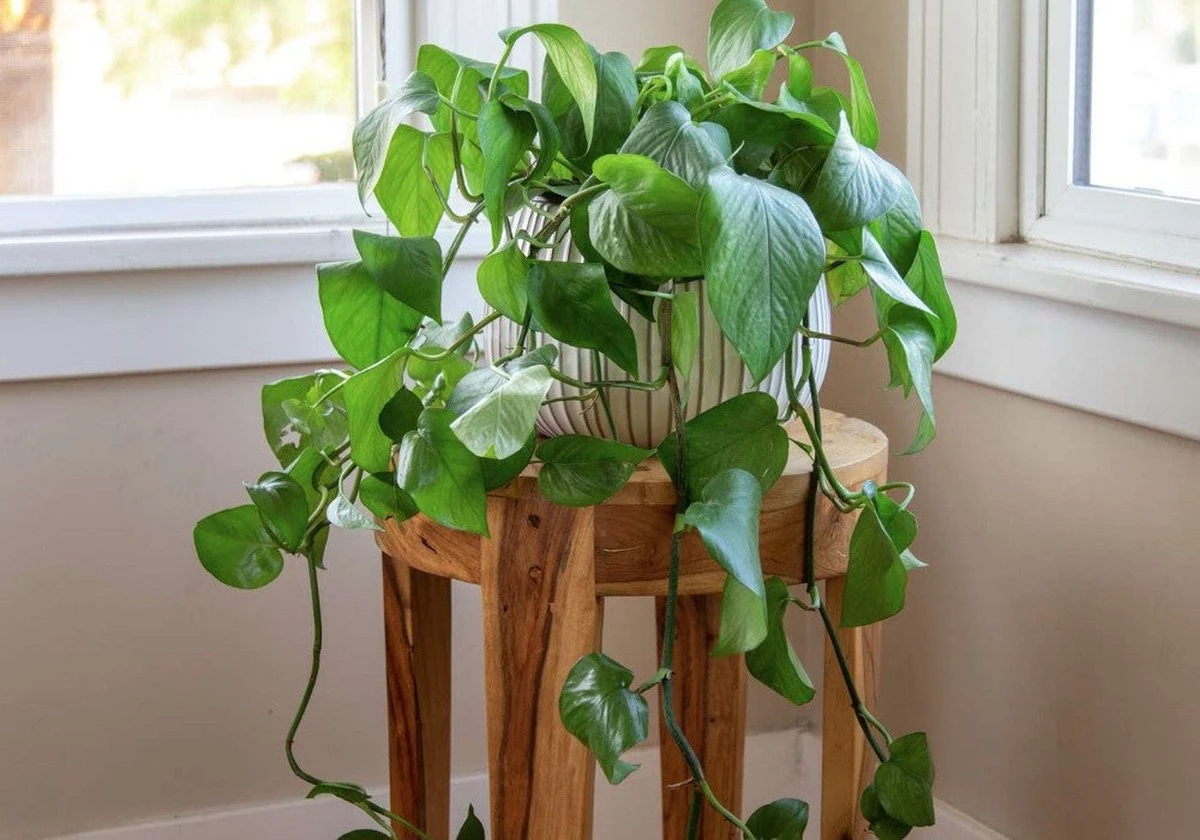 Experten verschweigen diesen einen Gießfehler: Ihr Efeu stirbt durch die Luftreinigung! - image 1