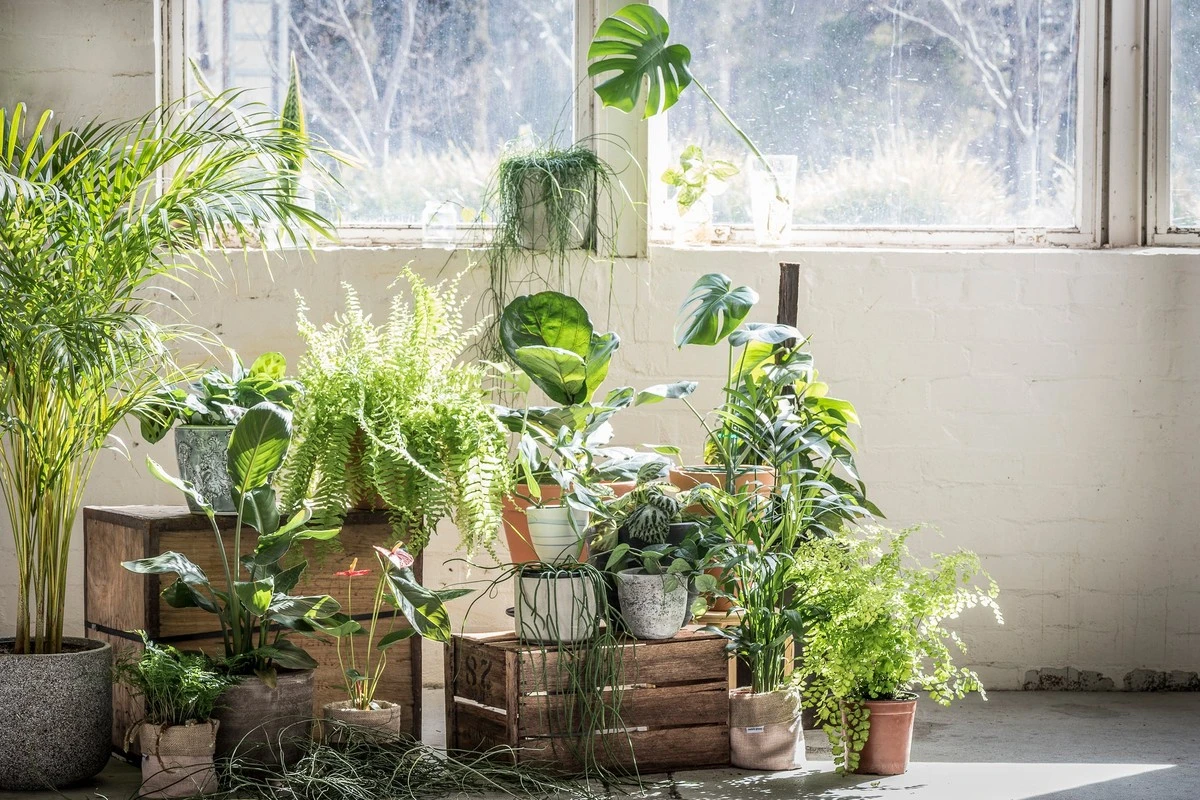 Experten verschweigen diesen einen Gießfehler: Ihr Efeu stirbt durch die Luftreinigung! - image 2