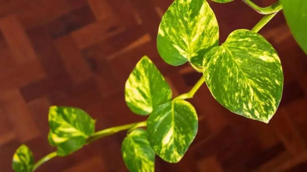 Experten verschweigen diesen einen Gießfehler: Ihr Efeu stirbt durch die Luftreinigung!