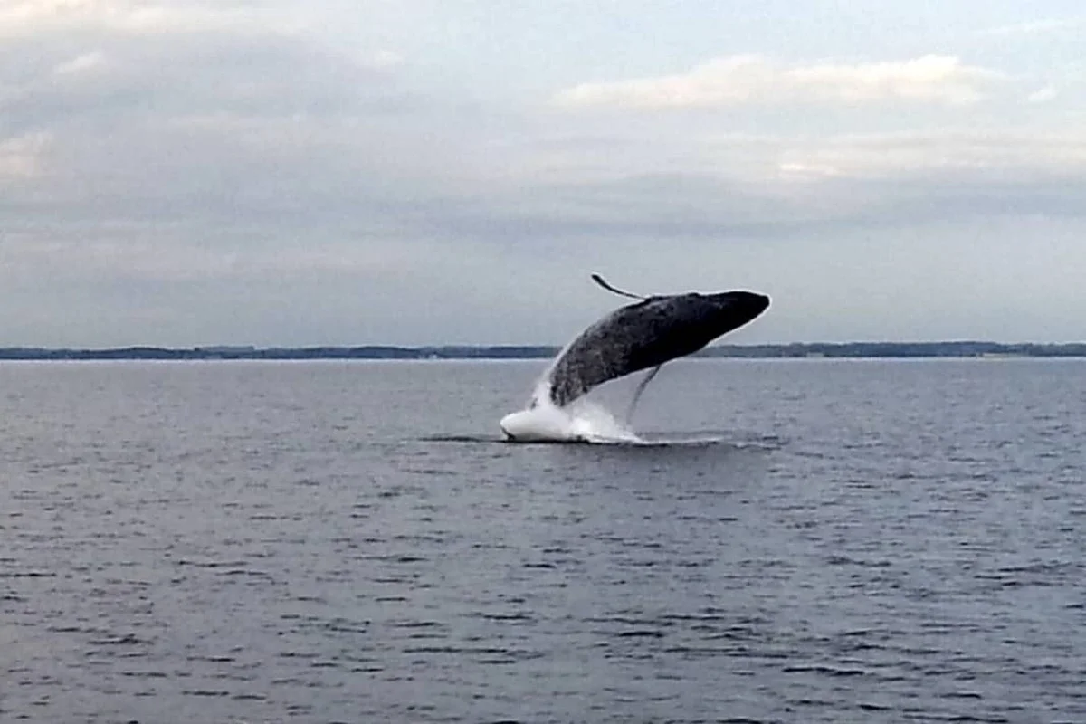 Finnwal in der Förde: Experten verraten, warum der Riese HIER Futter sucht - image 1