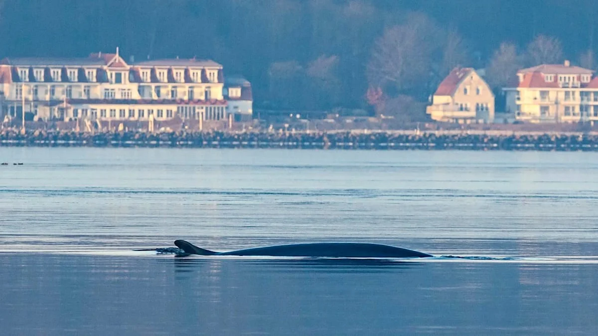 Finnwal in der Förde: Experten verraten, warum der Riese HIER Futter sucht