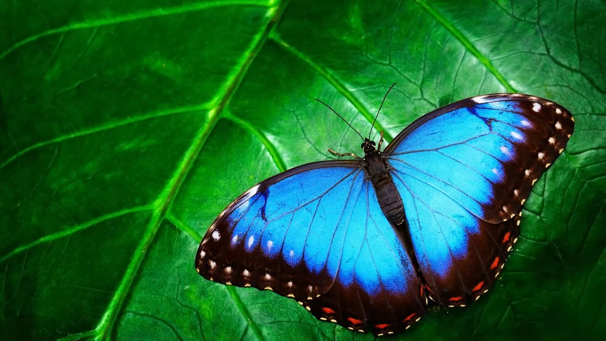 Forscherin enthüllt: Dieser Alltags-Trick sorgt für 91 Schmetterlingsarten in deinem Garten (Ohne Scherz!) - image 1