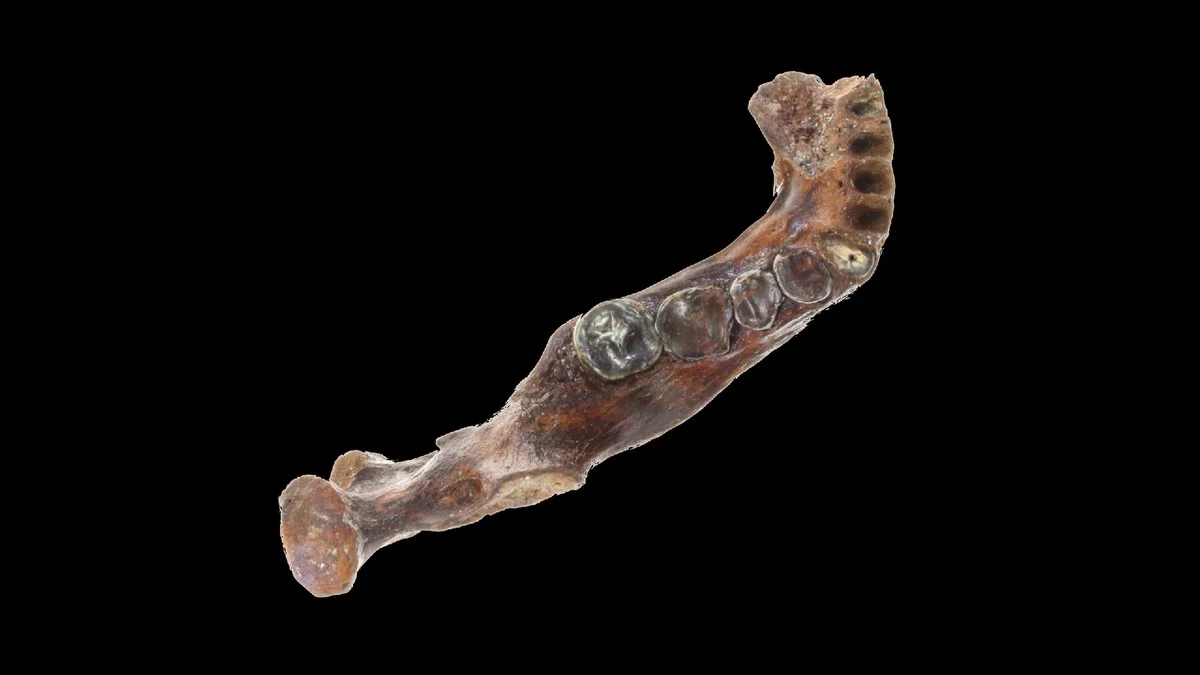 Forscher schockiert: Dieses 770.000 Jahre alte Fossil sprengt die Ursprungsgeschichte des Menschen - image 2