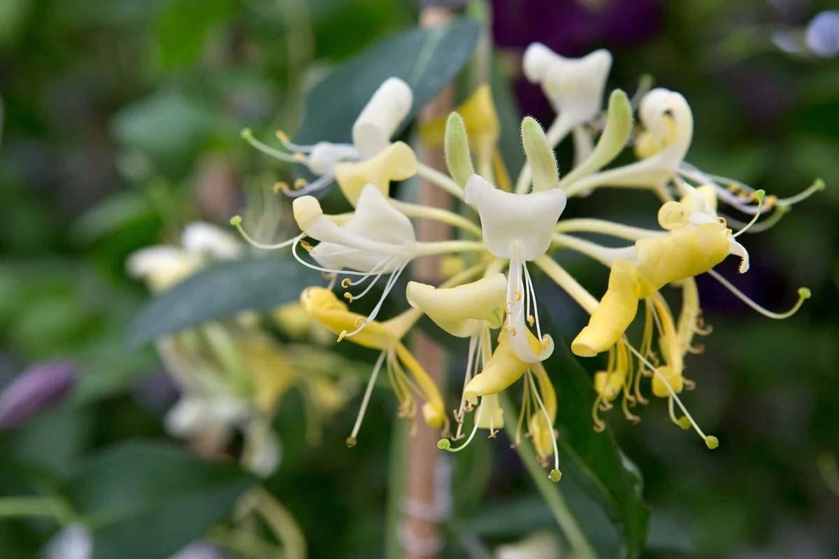 Gärtner verschweigen diesen Duftkletterer: Er schlägt Jasmin um Längen - image 1