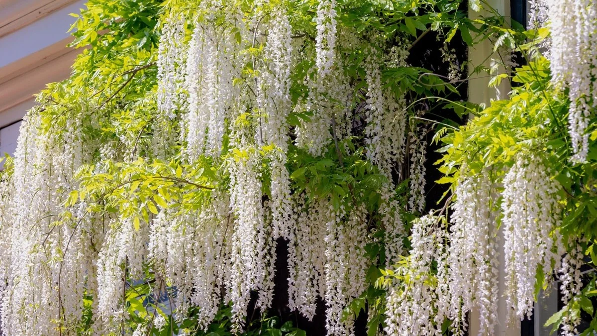 Gärtner verschweigen diesen Duftkletterer: Er schlägt Jasmin um Längen - image 2