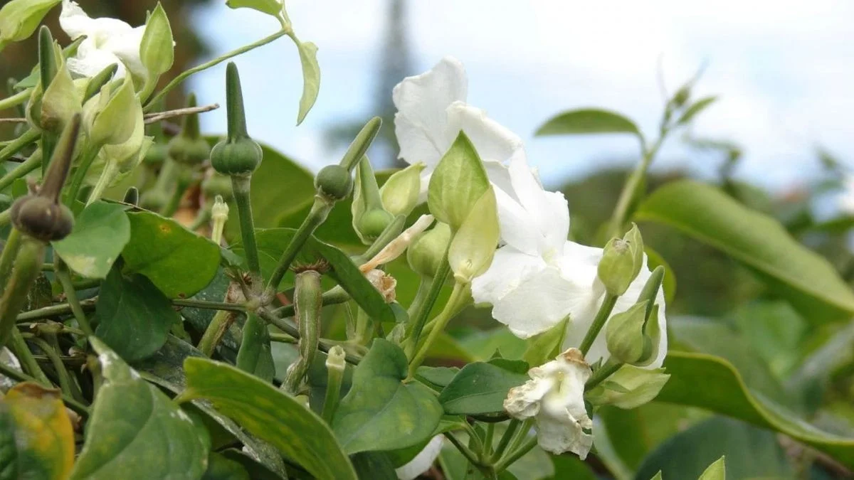 Gärtner verschweigen diesen Duftkletterer: Er schlägt Jasmin um Längen