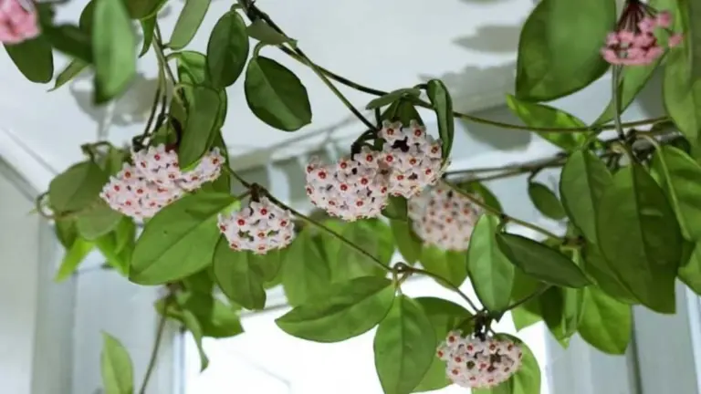 Hören Sie sofort auf, diesen beliebten Fehler zu machen: Ihr Efeu wird nie blühen, wenn Sie das ignorieren