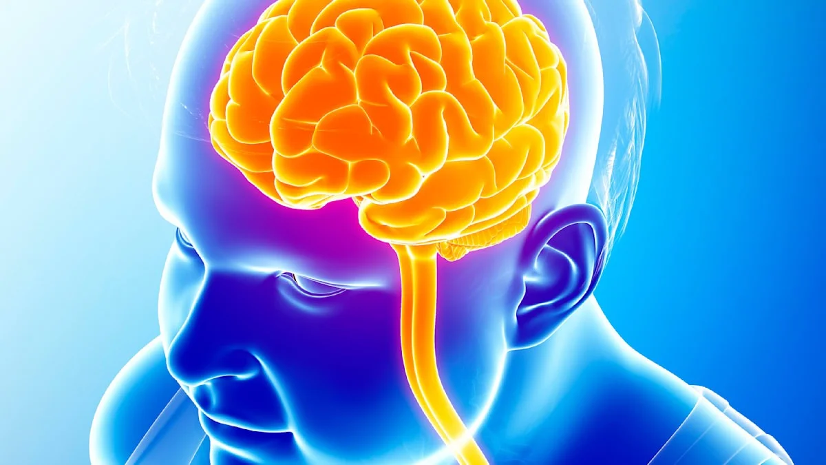 Ihr Fett programmiert Ihr Gehirn um: Deshalb sind Sie ständig antriebslos