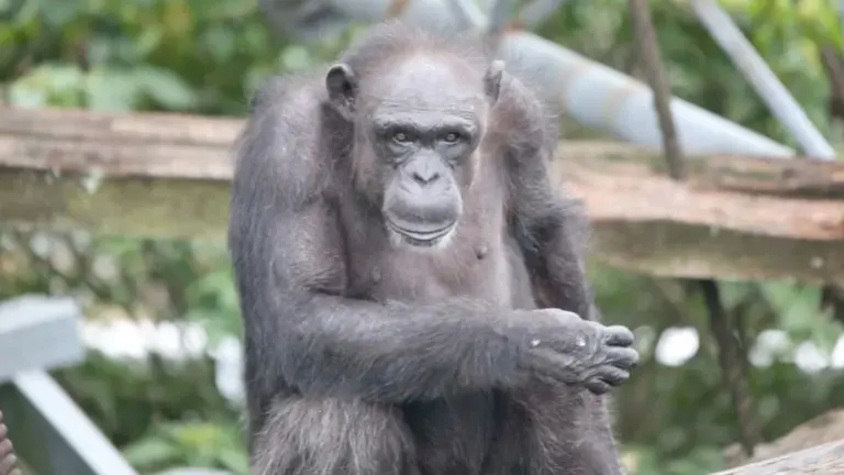 Schummel-Affen? Dieses Schimpansen-Genie kann mehr als du dachtest – und jetzt ist es weg