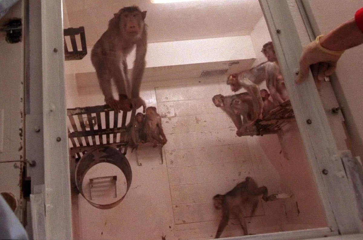 Schummel-Affen? Dieses Schimpansen-Genie kann mehr als du dachtest – und jetzt ist es weg - image 2