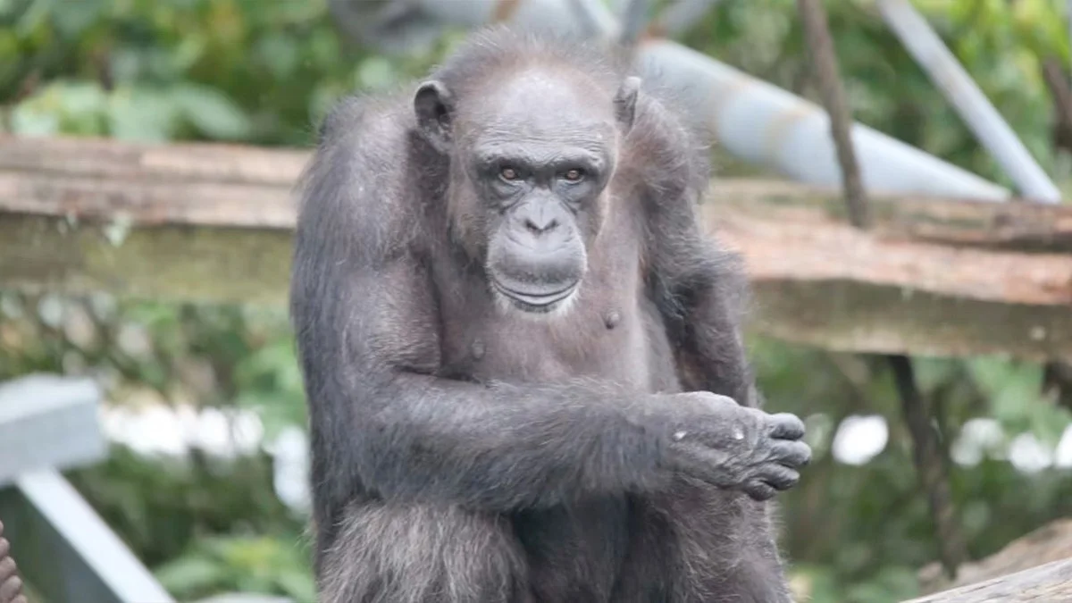 Schummel-Affen? Dieses Schimpansen-Genie kann mehr als du dachtest – und jetzt ist es weg
