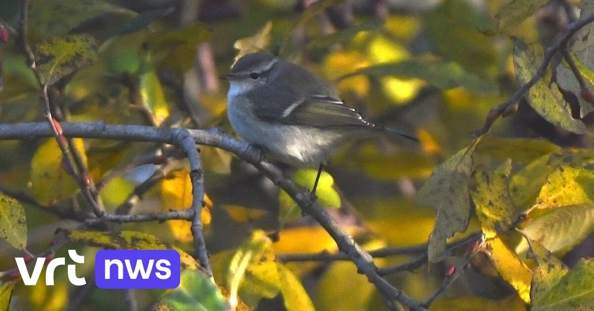 Studentin filmt Sibirien-Vogel auf dem Campus – Ornithologen sind fassungslos