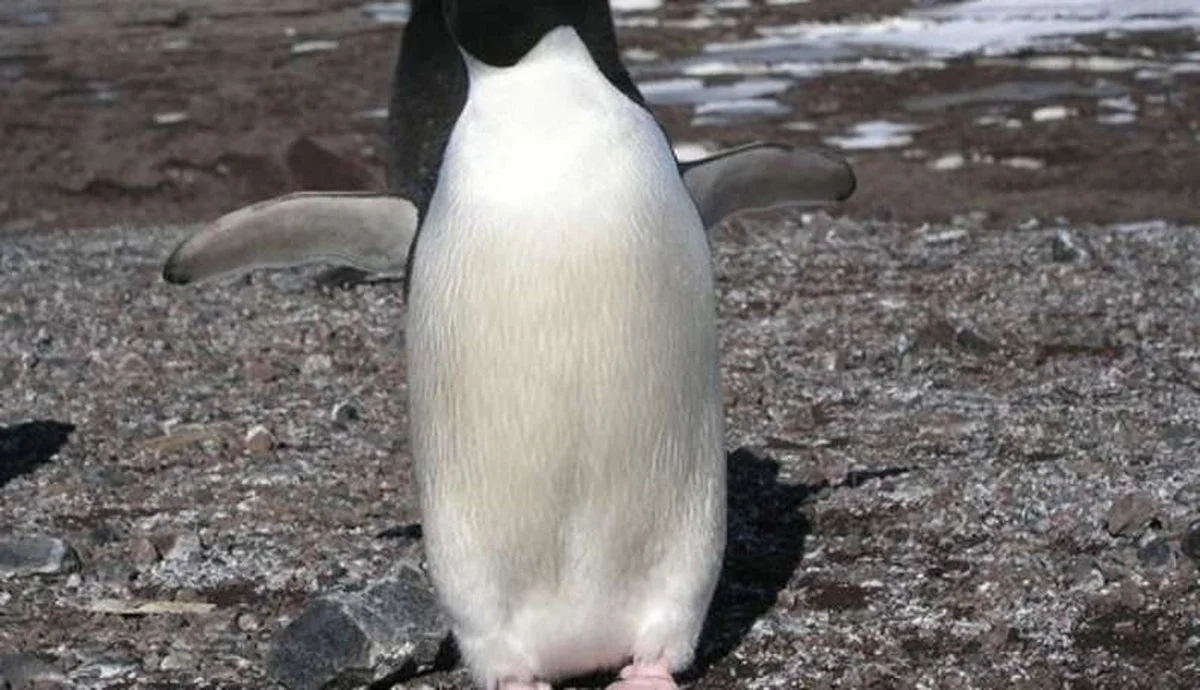 Vergessen Sie alles, was Sie über Tiere gelernt haben: Costels drei Lügen, die Sie sofort vergessen müssen - image 2