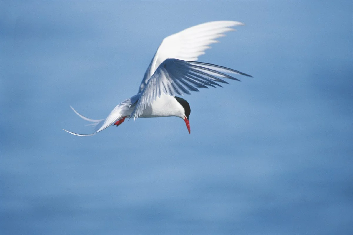 Vergessen Sie alles über Wachteln: Dieses eine Tier flog heimlich von Spanien bis Berlin. - image 2
