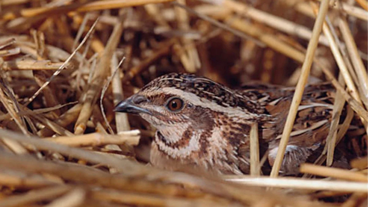 Vergessen Sie alles über Wachteln: Dieses eine Tier flog heimlich von Spanien bis Berlin.