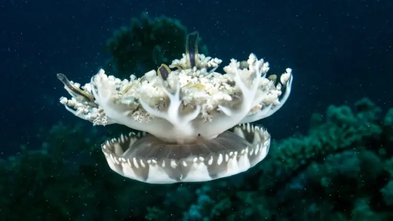 Vergessen Sie das Gehirn: Warum selbst Quallen schlafen, um sich vor Selbstzerstörung zu retten