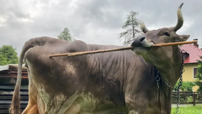 vergessen sie das „dumme kuh“-klischee: dieses rind benutzt aktiv stöcke zum kratzen