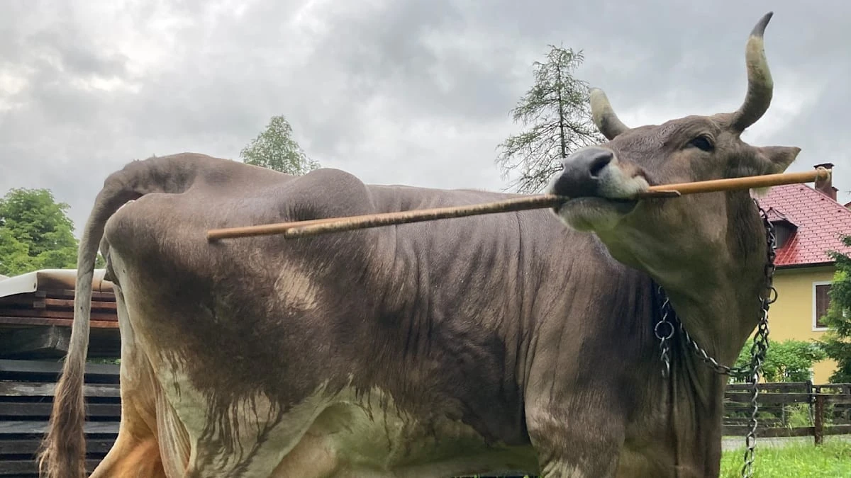 vergessen sie das „dumme kuh“-klischee: dieses rind benutzt aktiv stöcke zum kratzen